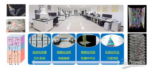 細胞能量工廠——線粒體如何解碼神經元活動模態(tài)及其在網絡技術開發(fā)中的應用